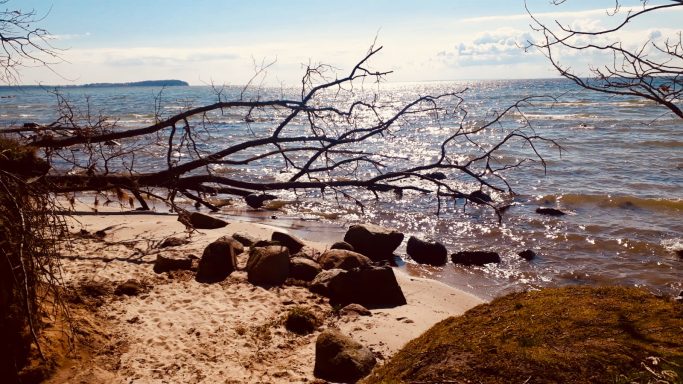 Ein ruhiger Strand mit sanften Wellen, Steinen und kahlen Ästen am Wasser.