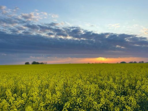 Rabsfeld in der Abendsonne