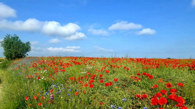 Blühendes Feld mit roten Mohnblumen und Kornblumem unter einem klaren Himmel.