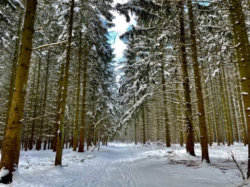 Schneebedeckter Waldweg zwischen hohen, schneebedeckten Bäumen.